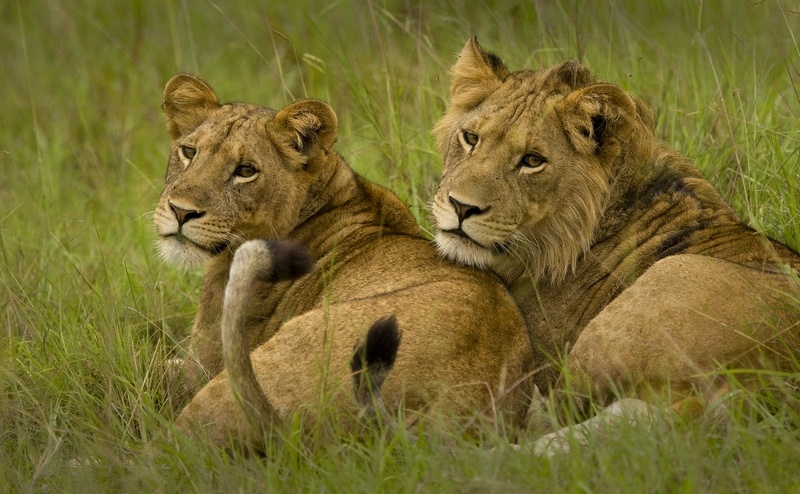 Male and Female lion