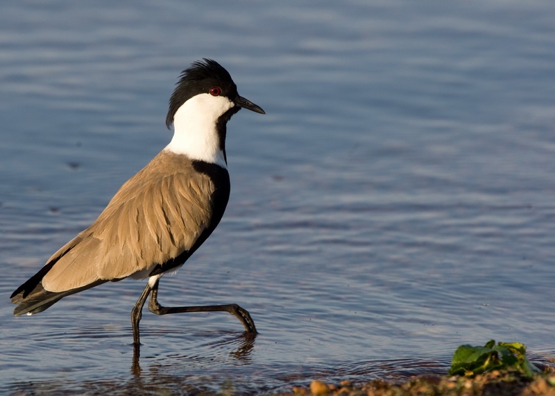 Spur Winged Lapwing